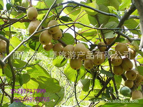 河南省西峽縣獼猴桃 產地直銷，新鮮直達